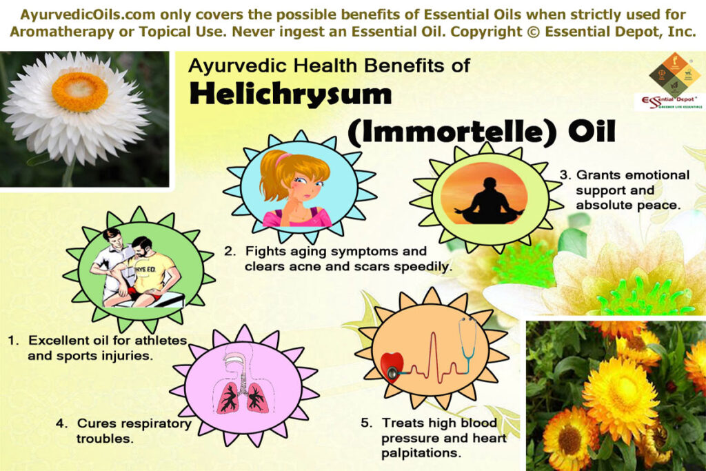 Helicrysum-brooucher