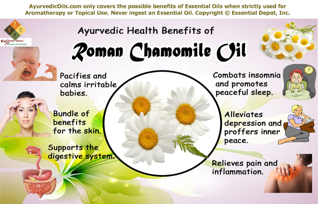 roman-chamomile-broucher-in