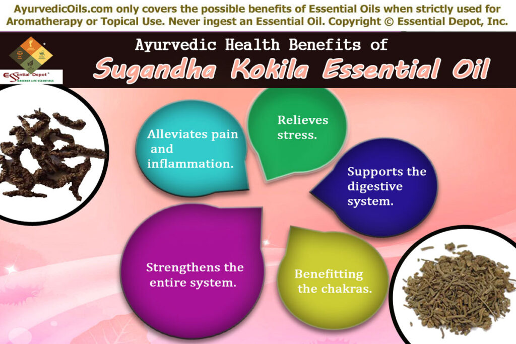 Sugandha-kokila-broucher